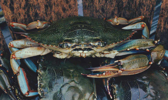 bare-biology-fish-isn't-scary-how-to-get-kids-to-eat-it-crab