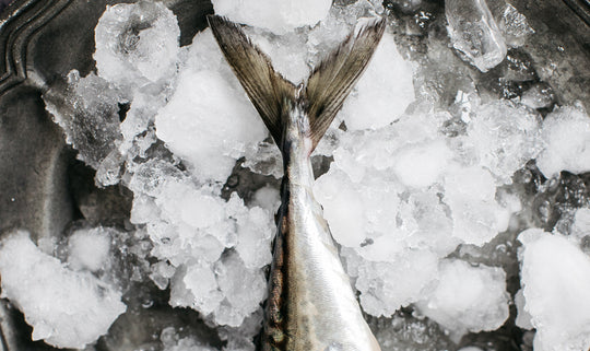 A fresh fish on a plate of ice