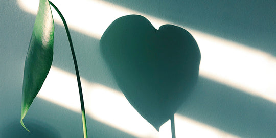 plant-heart-shaped-shadow
