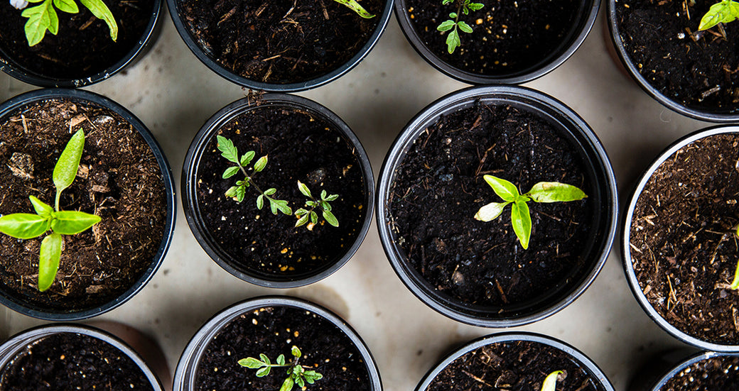 pots-of-soil